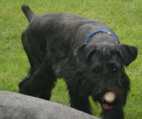 giant schnauzers atti